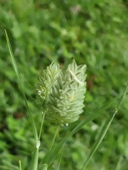 Phalaris brachystachys