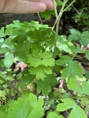 Aquilegia canadensis