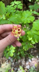 Aquilegia canadensis