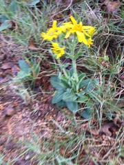 Arnica acaulis