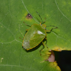 Chinavia pallidoconspersa