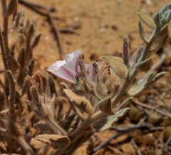 Convolvulus spicatus