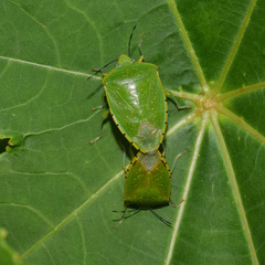 Chinavia pallidoconspersa