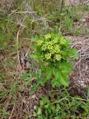 Polytaenia nuttallii