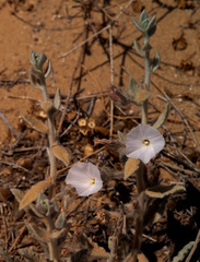 Convolvulus spicatus