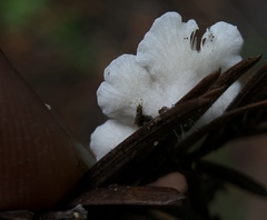 Crepidotus caspari