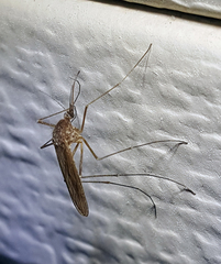 Culiseta inornata