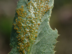 Puccinia sii-falcariae