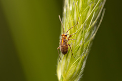 Capsodes flavomarginatus