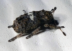 Toxonotus cornutus
