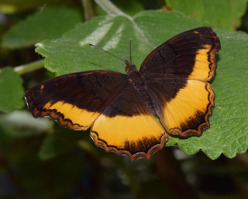 Eurytela dryope Cramer, 1779