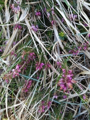 Erica carnea