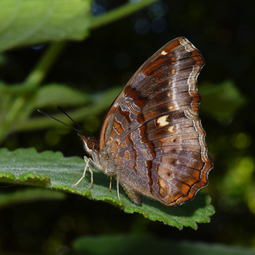 Eurytela dryope