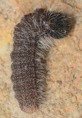 Muschampia baeticus