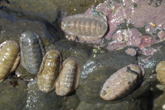 Ischnochiton oniscus