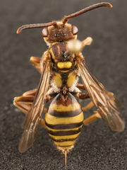 Nomada annulata