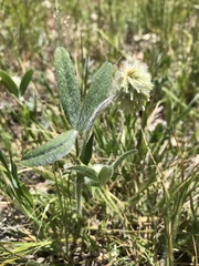Trifolium eriocephalum