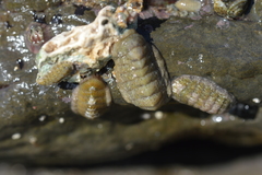 Ischnochiton oniscus
