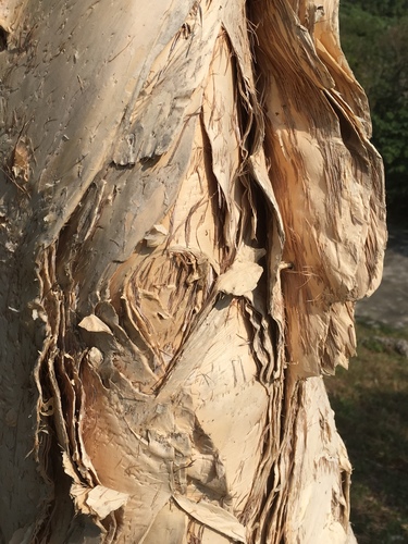 Melaleuca leucadendra