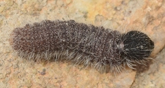 Muschampia baeticus