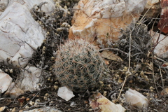 Escobaria tuberculosa varicolor