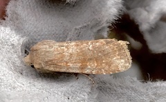 Lithophane semiusta