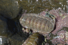 Ischnochiton oniscus