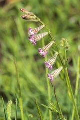 Silene bellidifolia