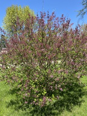 Syringa meyeri