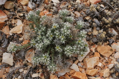 Paronychia wilkinsonii