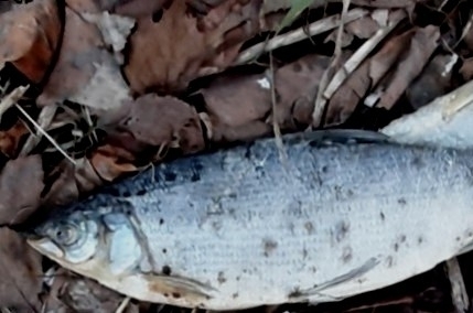 Northern Whitefish