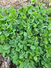 Trifolium dubium