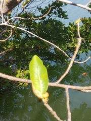 Calophyllum inophyllum
