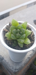 Haworthia cymbiformis