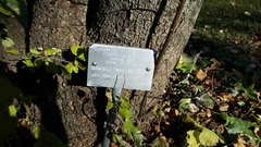 Fraxinus angustifolia syriaca