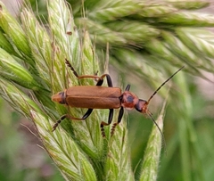 Cantharis coronata