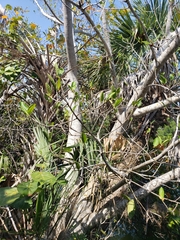 Calophyllum inophyllum