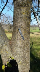 Fraxinus angustifolia syriaca