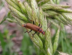 Cantharis coronata