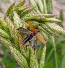Cantharis coronata