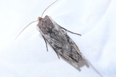 Xylena thoracica