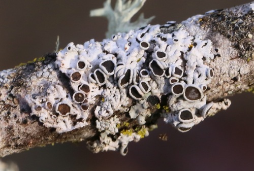 iNaturalist observation photo of Star Rosette Lichen