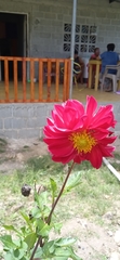 Dahlia pinnata image