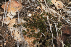 Escobaria tuberculosa varicolor