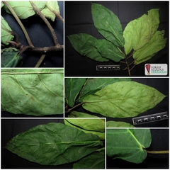 Ficus copiosa