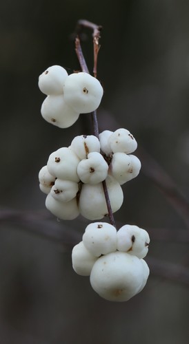 iNaturalist observation photo of Common Snowberry