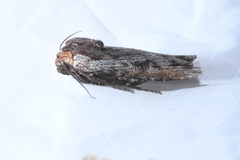 Xylena thoracica