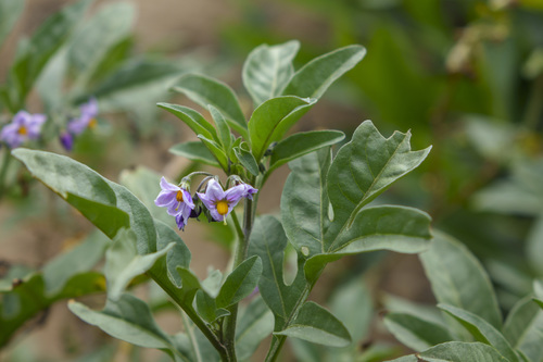 Solanum radicans