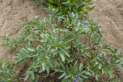 Solanum radicans, photograph 1