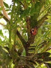 Harmonia axyridis